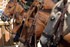 Los caballos que transportan a los jinetes del Ejército y la Policía por los caminos de la Ruta Libertadora, descansan bajo el sol de Pisba (Boyacá) donde el Presidente Álvaro Uribe Vélez lideró este sábado el Consejo Comunal de Gobierno